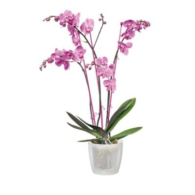 Brussels orchidee bloempot 12,5 cm transparant elho - Elho