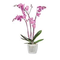 Brussels orchidee bloempot 12,5 cm transparant elho - Elho - thumbnail