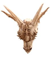 Drakenschedel Decoratie - Large - thumbnail