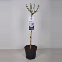 Rozen Sirius op stam - 3 stuks - thumbnail