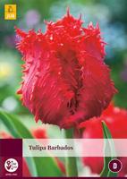 Tulp Barbados 5 bollen - thumbnail