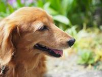 Olympus M.Zuiko Digital ED 25mm f/1.8 - Zilver - thumbnail