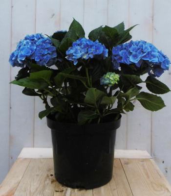 Hortensia Hydrangea blauw groot 80 cm Warentuin Natuurlijk - Warentuin natuurlijk