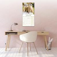 Stokstaartjes Kalender 2026 - thumbnail