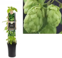Klimplant Hop - Humulus Lupulus Nordbrau - thumbnail