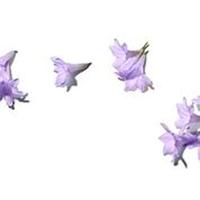 Benamor Jacarandá The Original Soap - thumbnail