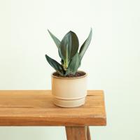 Scindapsus Treubii Dark - P11 - thumbnail