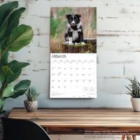 Border Collie Puppies Kalender 2026 - thumbnail
