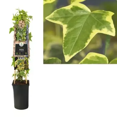 Geelbonte klimop (Hedera helix "Goldchild") klimplant