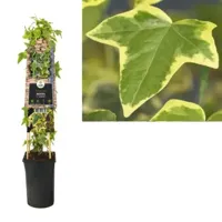 Geelbonte klimop (Hedera helix "Goldchild") klimplant - thumbnail