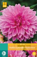 Dahlia Lavender perfection - thumbnail