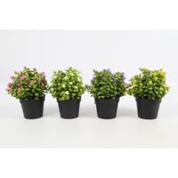 Countryfield Kunstplant Exacum H20cm - thumbnail