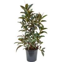 Ficus elastica melany kamerplant - thumbnail