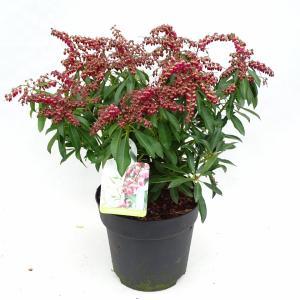 Rotsheide (Pieris Japonica “Valley Valentine”) heester - 30-40 cm (C4.5) - 9 stuks