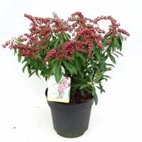 Rotsheide (Pieris Japonica “Valley Valentine”) heester - 30-40 cm (C4.5) - 9 stuks - thumbnail