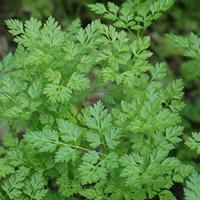 Kervel Massa gladbladig BIO - thumbnail