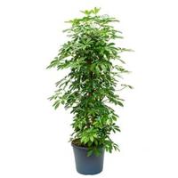 Schefflera arboricola vertakt M kamerplant - thumbnail