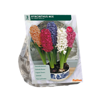 Hyacint (voor binnen) - thumbnail
