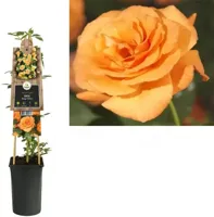Klimroos Oranje Rosa Orange Climber 75 cm klimplant - thumbnail