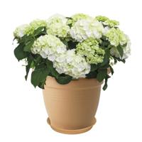 Elho Green Basics Plantenschotel Mild Terra Ø53cm - thumbnail