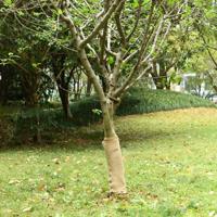 Jute rol 200 g/m 0,5x50 m 100% jute - thumbnail