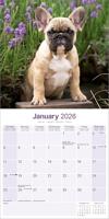 Franse Bulldog Kalender 2026 - thumbnail