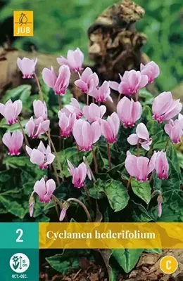 Cyclamen hederifolium 2 bollen