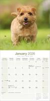 Norwich en Norfolk Terrier Kalender 2026 - thumbnail