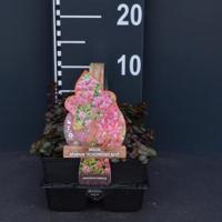 Vetkruid (sedum spurium "Schorbuser Blut") bodembedekker - 6-pack - 1 stuks - thumbnail