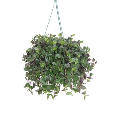 Tradescantia &apos;Green Hill&apos; (Vaderplant) - P 18 cm