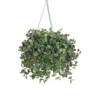 Tradescantia &apos;Green Hill&apos; (Vaderplant) - P 18 cm - thumbnail