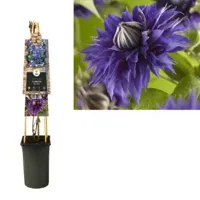 Klimplant Clematis Multi Blue - Blauwe Bosrank - thumbnail