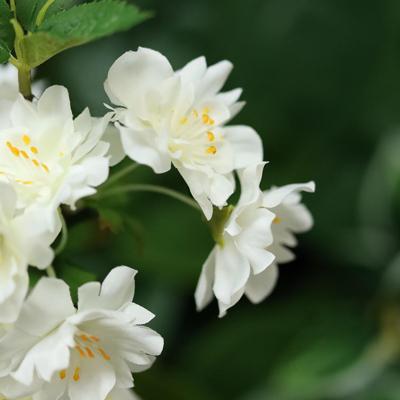 Pruimenbloesem Kunsttak 48cm Creme