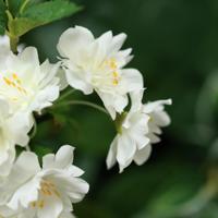 Pruimenbloesem Kunsttak 48cm Creme - thumbnail