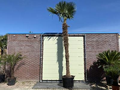 Palmboom - Trachycarpus Fortunei