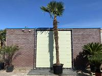 Palmboom - Trachycarpus Fortunei - thumbnail