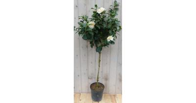 Camelia wit op stam 120 cm Warentuin Natuurlijk - Warentuin natuurlijk Camelia wit op stam 120 cm Warentuin Natuurlijk - Warentuin natuurlijk
