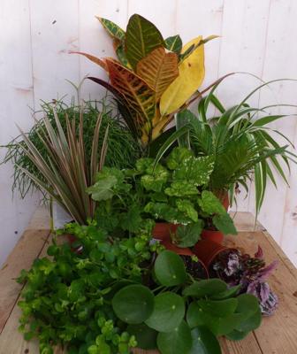 Kamerplantenpakket plantenbox circa 6 tot 10 planten Licht Warentuin Natuurlijk - Warentuin natuurlijk