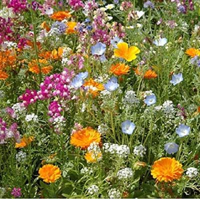 Eetbare bloemen en kruiden zaden - Sluis Garden Special mix Eetbare bloemen en kruiden zaden - Sluis Garden Special mix