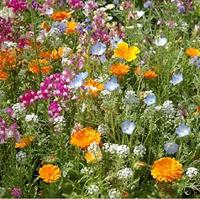 Eetbare bloemen en kruiden zaden - Sluis Garden Special mix - thumbnail