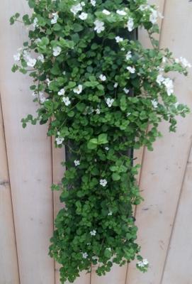 Hangzak Bacopa Kleur Varieert Warentuin Natuurlijk - Warentuin natuurlijk