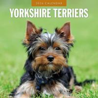 Yorkshire Terrier Kalender 2026 - thumbnail