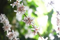 Witte forsythia - thumbnail