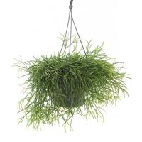 Rhipsalis Cassutha (Rotskoraal) - P 17 cm - thumbnail