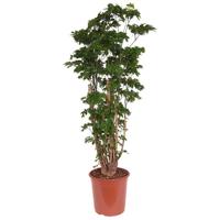 Polyscias &apos;Roble&apos; (Aralia) - P 24 cm - thumbnail