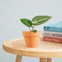 Anthurium Magnificum - P6 - thumbnail