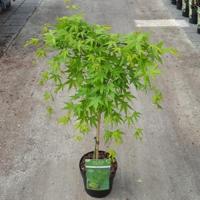 Japanse esdoorn (Acer palmatum "Ryusen") heester - op stam 40 cm - 1 stuks - thumbnail