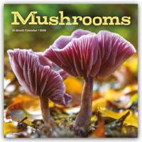 Paddenstoelen Kalender 2026 - thumbnail