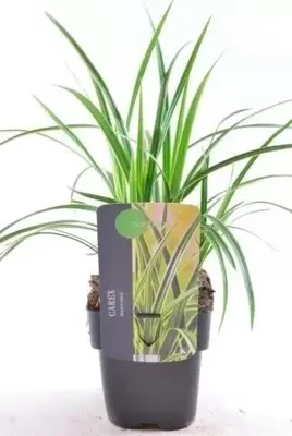Siergras - Carex Morrowii Ice Dance Siergras - Carex Morrowii Ice Dance