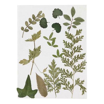 Creativ Company Gedroogde bloemen en bladeren, groen, 1 doos